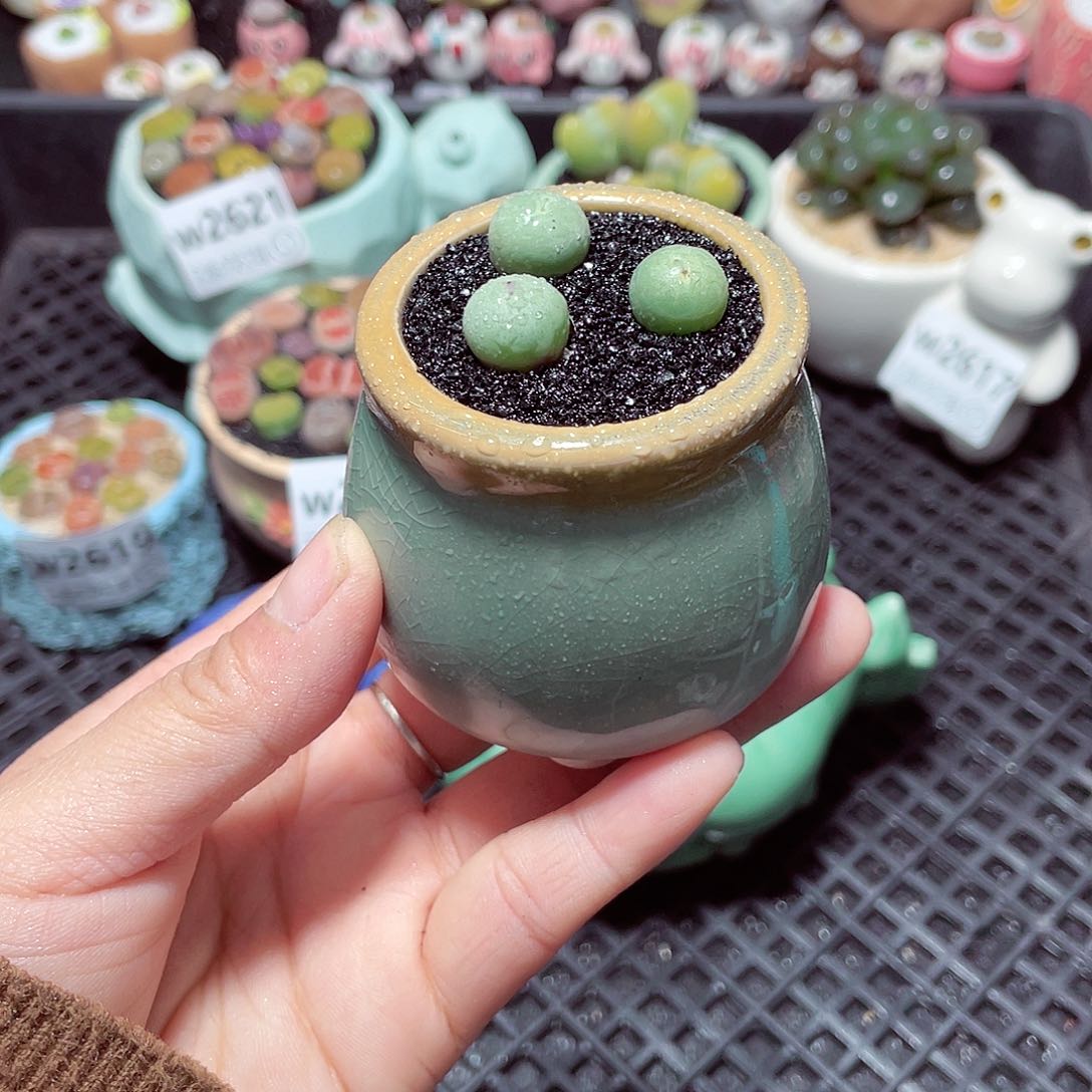 w2623 带盆土发货-零下地区拍保温箱