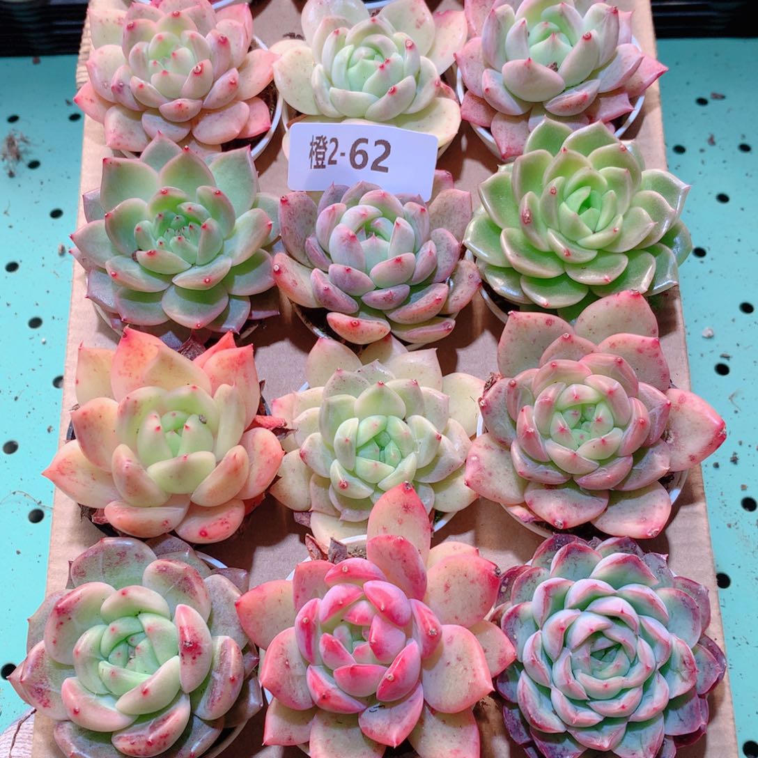 2-62一物一拍多肉带盆18颗