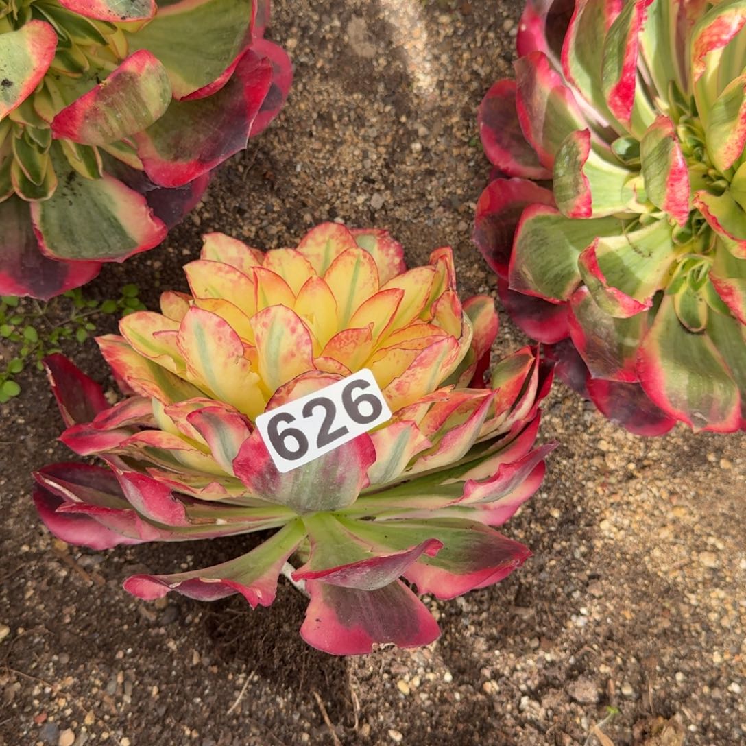 626多肉植物如意多肉