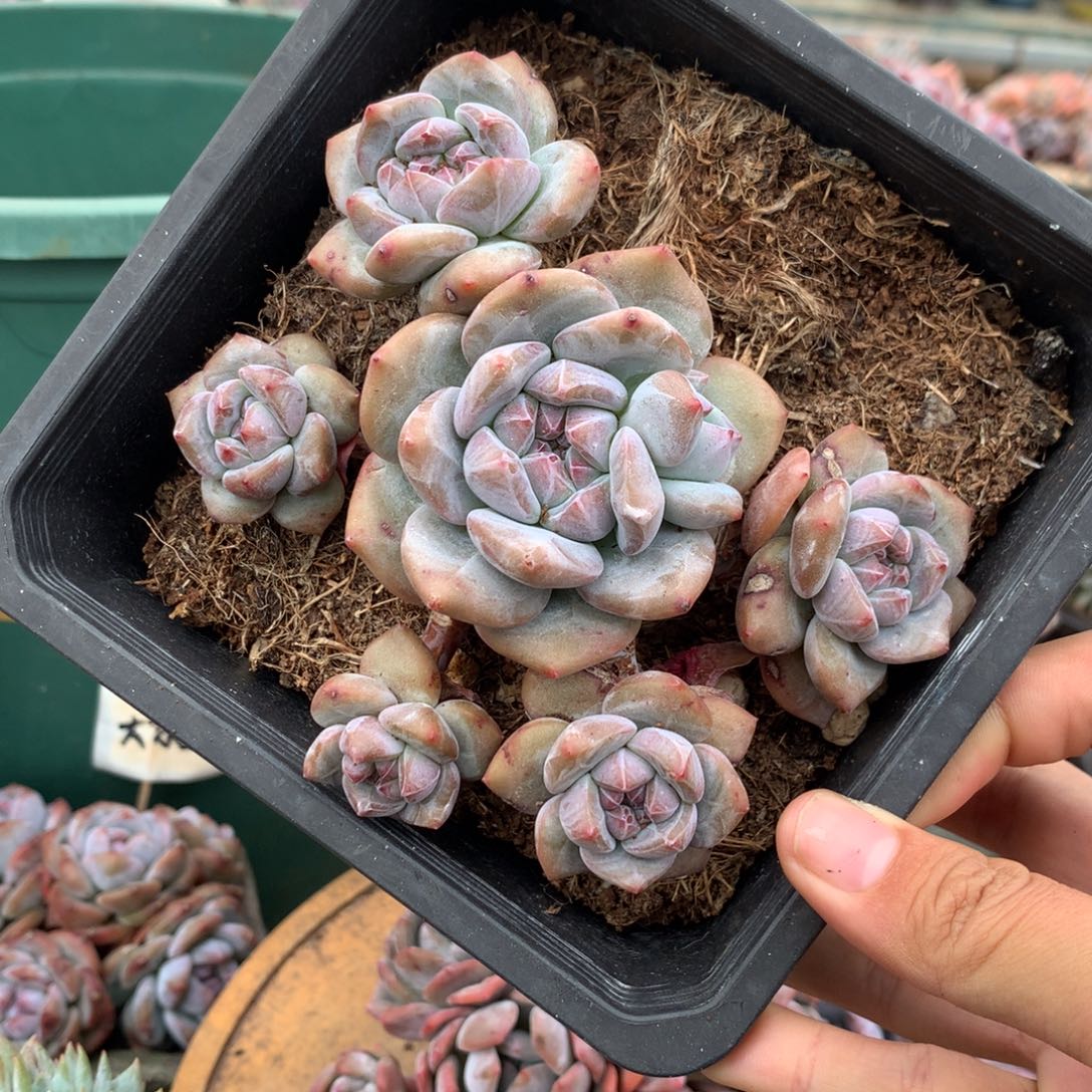 石榴籽无砍六头小脸