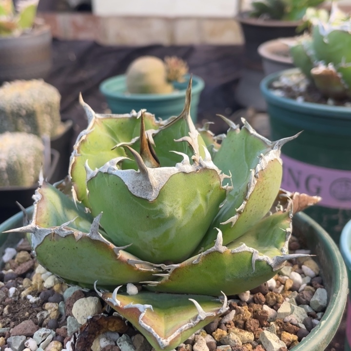 【闪购商品】正白。