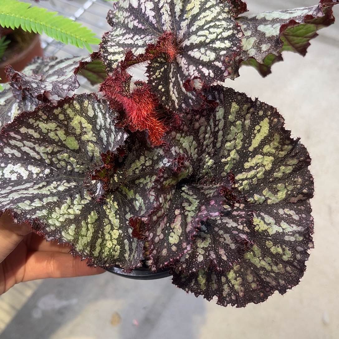 完全开放泰国新品秋海棠