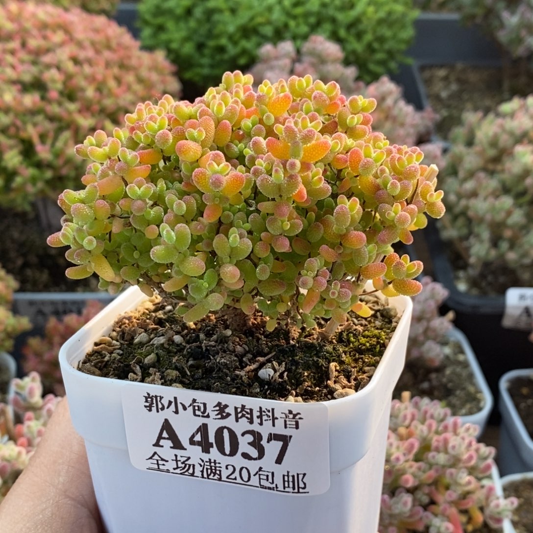 蜜橘糖球4037枝干番杏