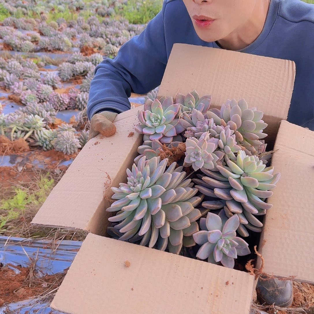 箱拍淡雪多肉轻微断肢不售后看好在拍