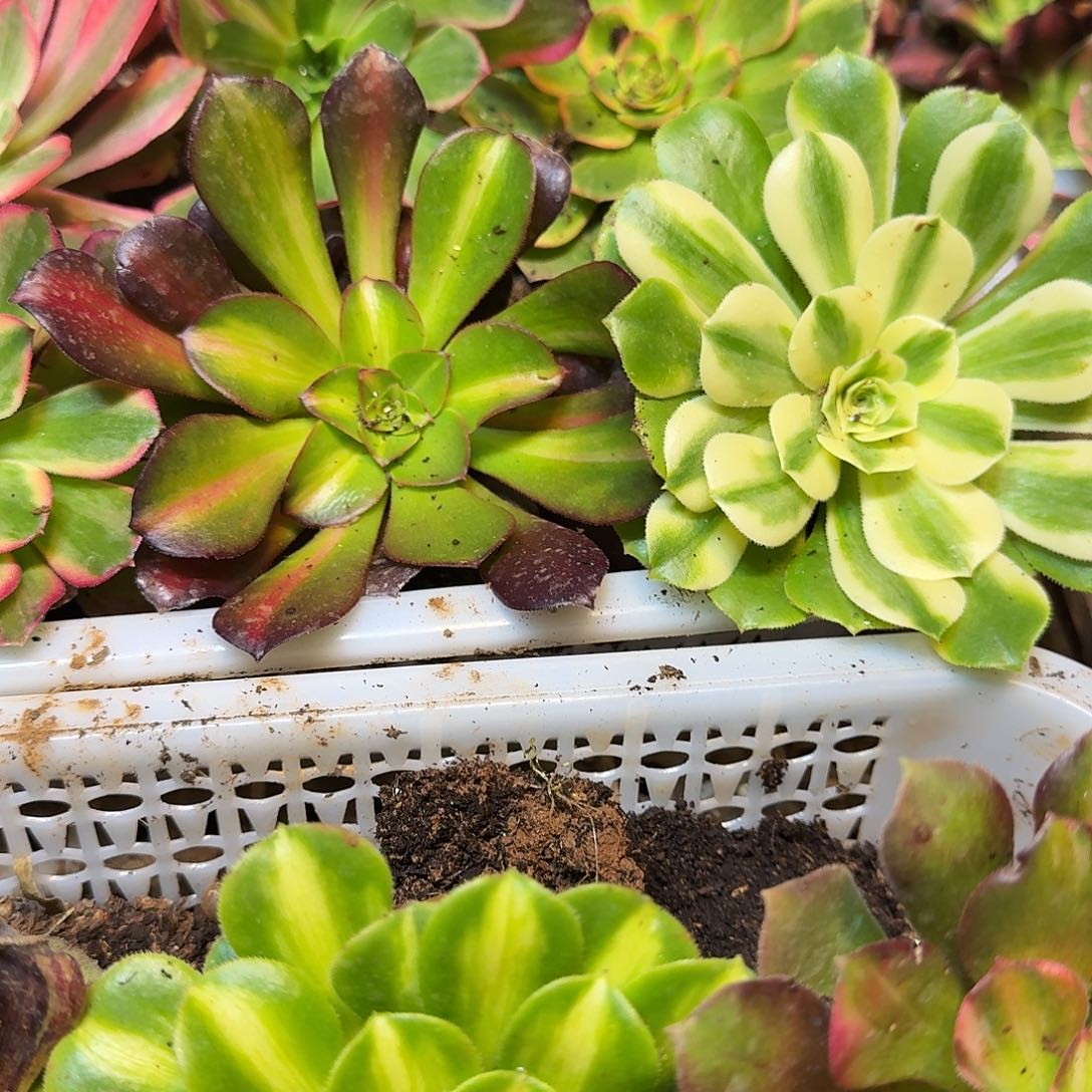 5棵不同品种主头8-15公分标准