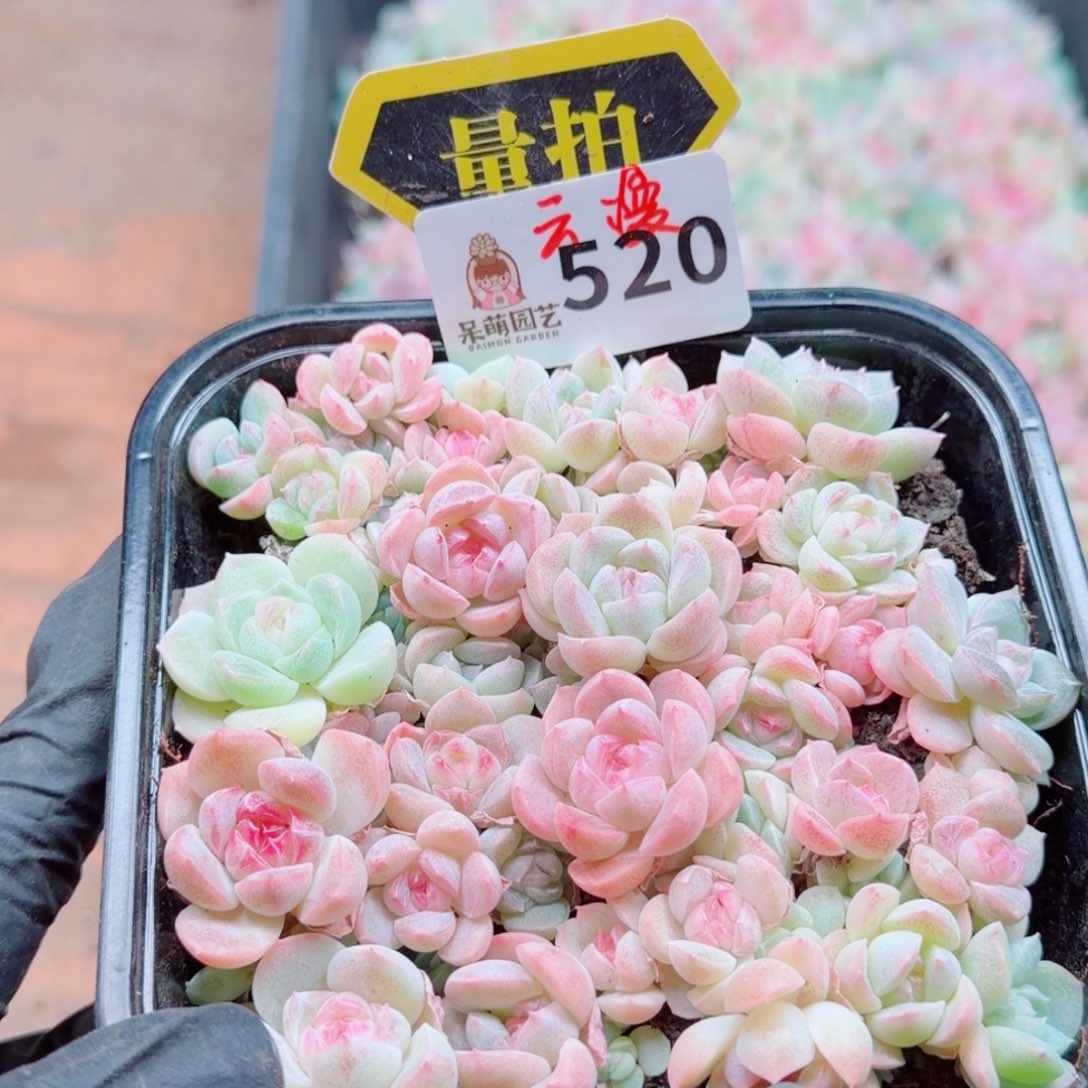 多肉植物多肉植物