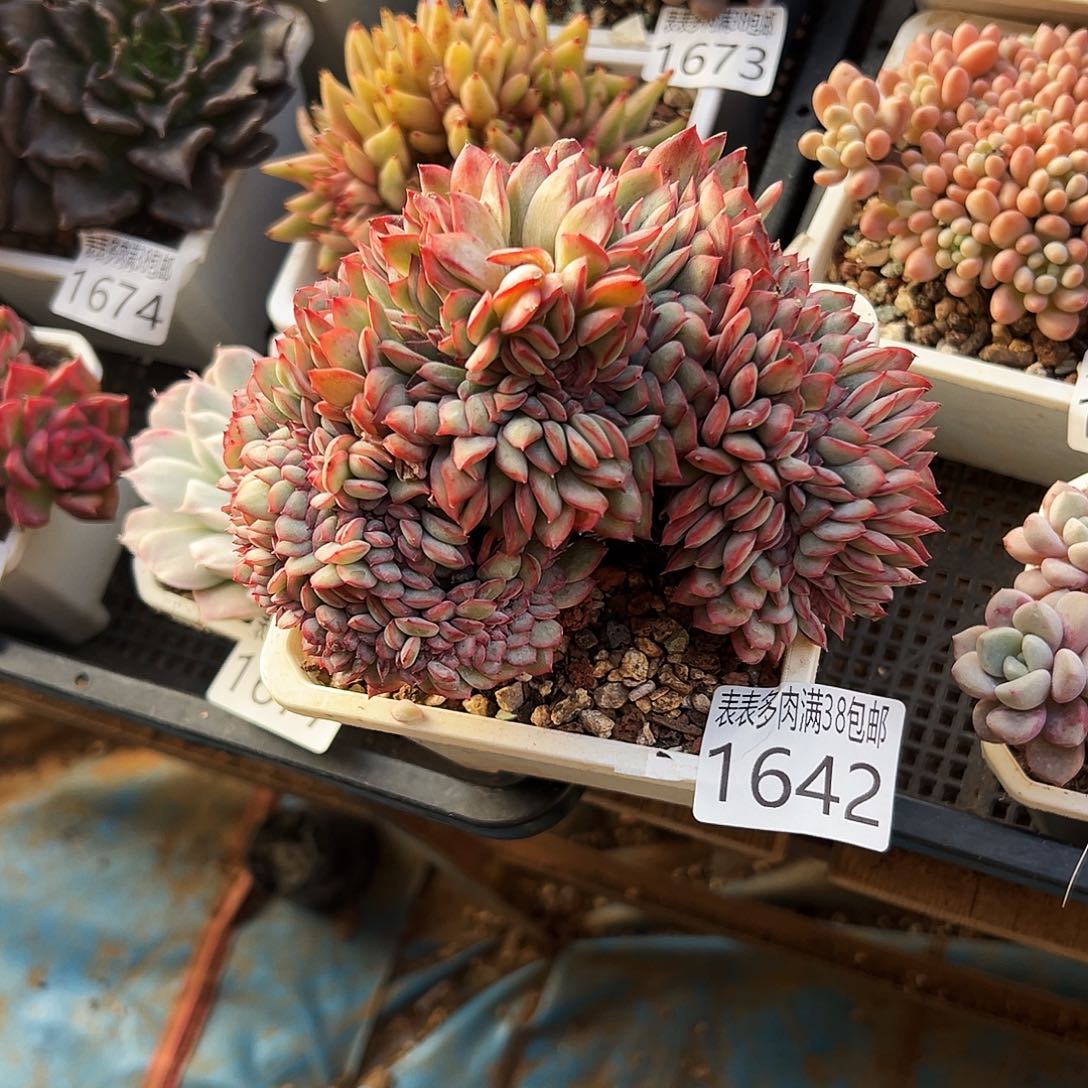 ****'无花朵多肉一物一拍植物1642