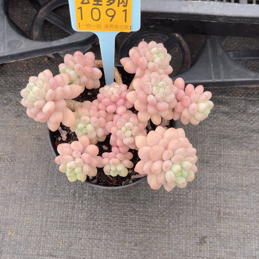 云尘多肉一物一拍1091
