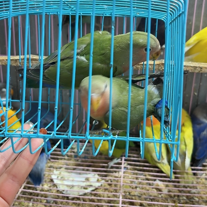 虎皮鹦鹉绿桃一对牡丹