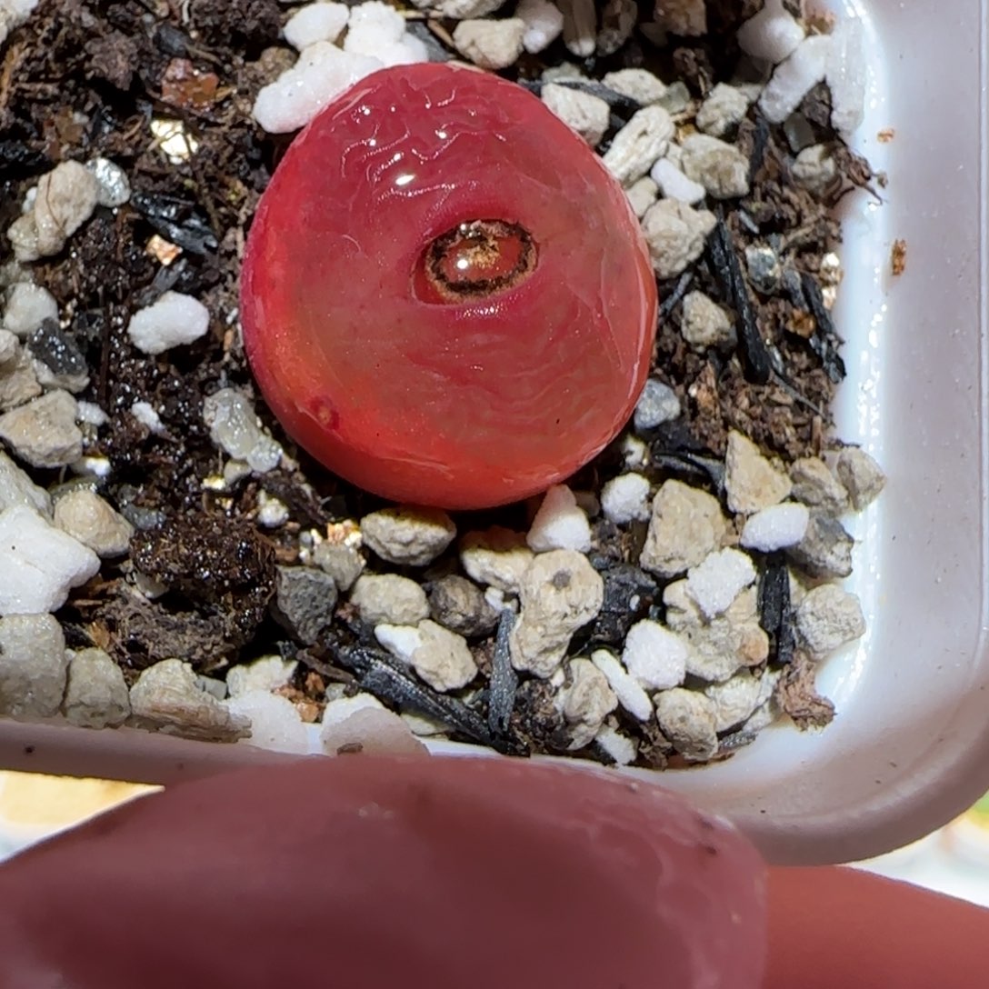 肉锥多肉植物百科-红宝石有疤161