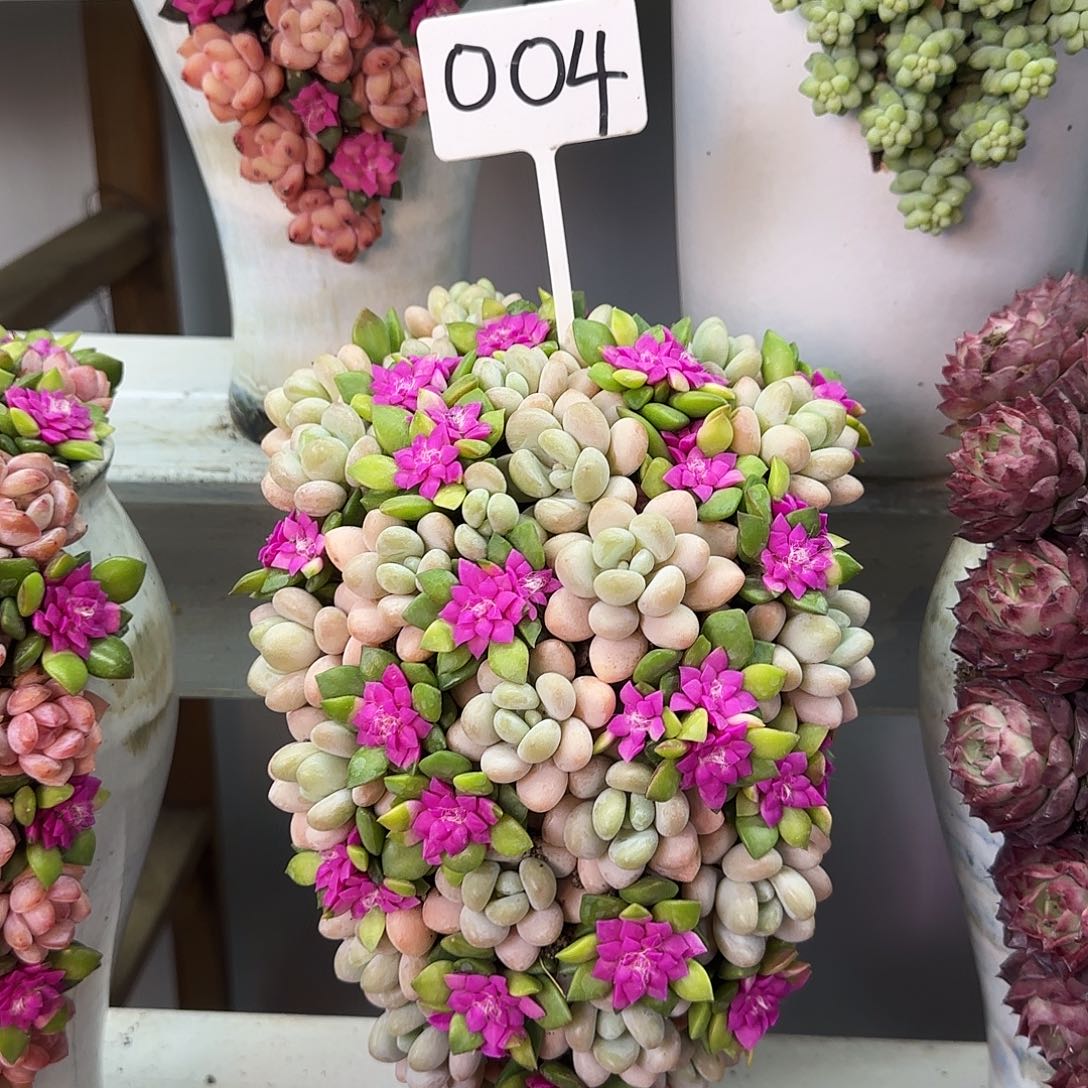 这个是真的004多肉植物