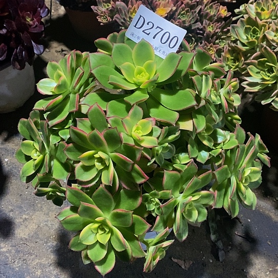 2700艳日辉多肉有断枝处理