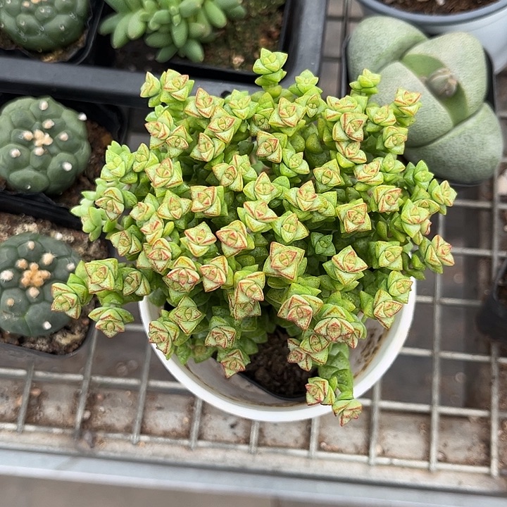 我也不知道我为什么要这样