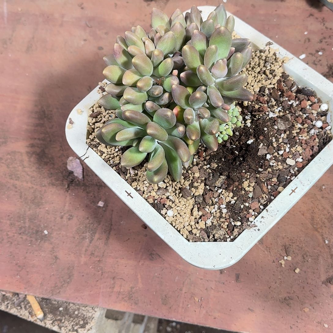 晓***肉368多肉一个一物一拍