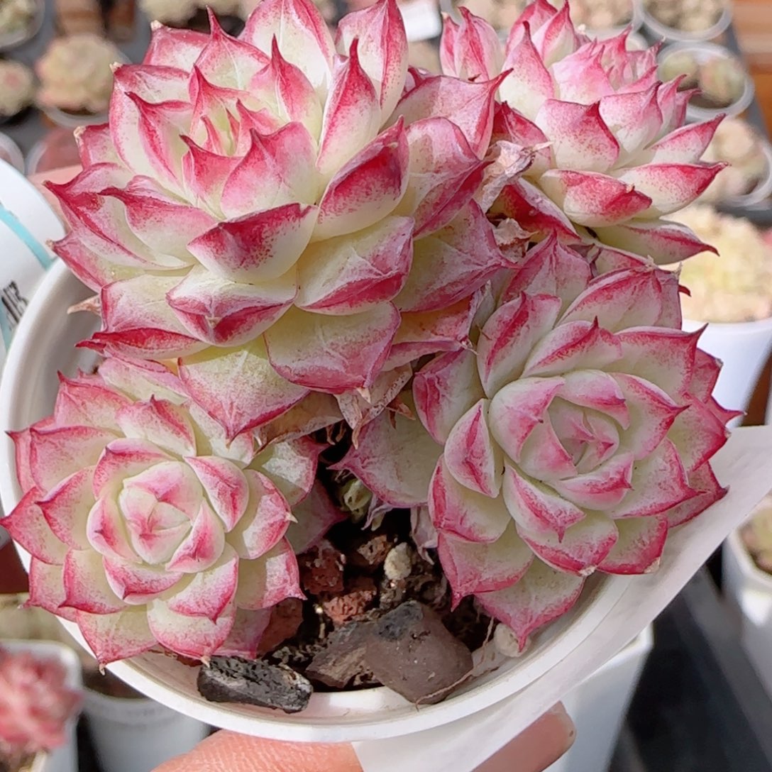 花语多肉1226-265散