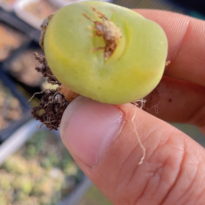 2555555555555555555885