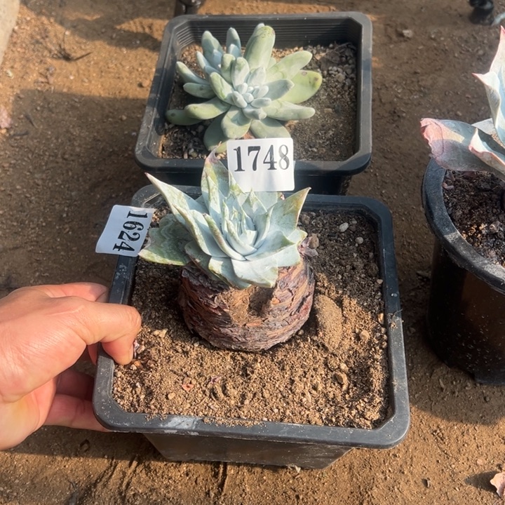 748号雪山有干疤多肉植物