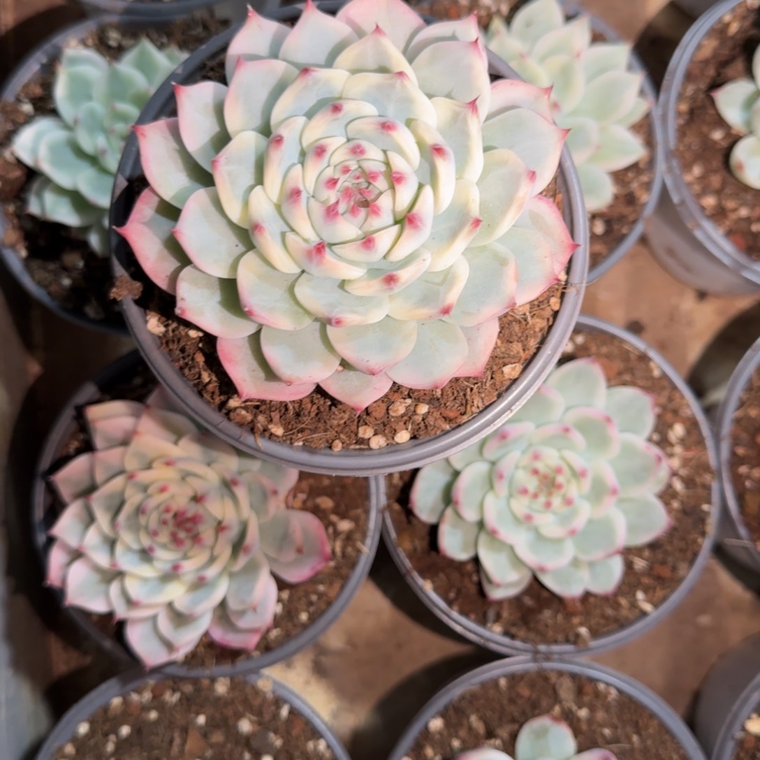 *****发货吉娃娃锦一个多肉