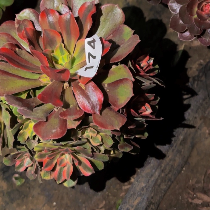 174红香妃多肉植物