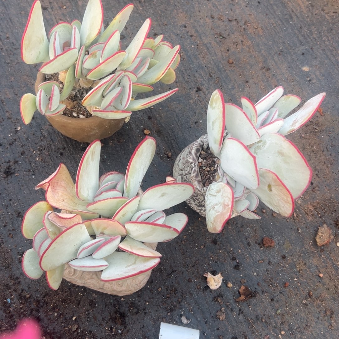 二***头谢谢姐姐～一物一拍876