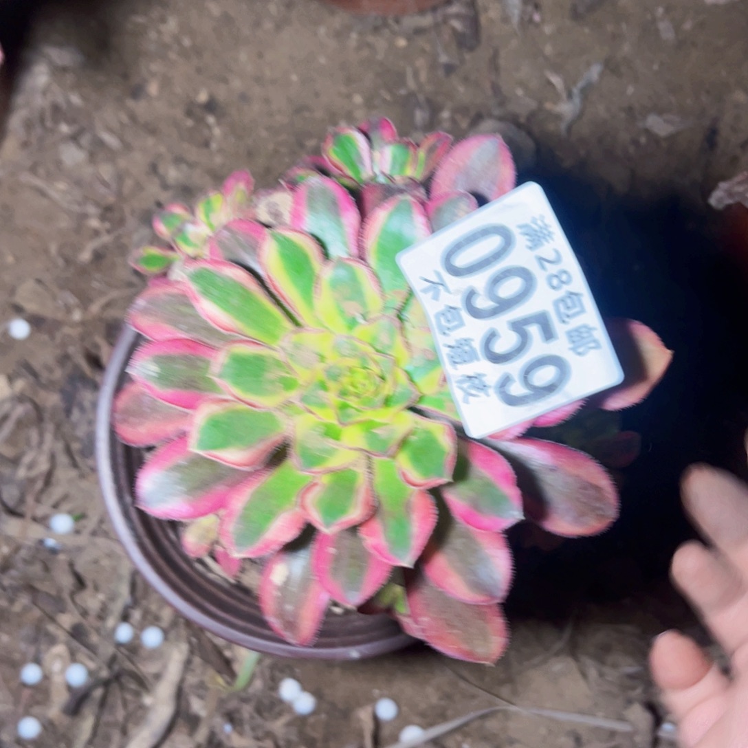 老***刘0959冰淇淋多肉植物法师