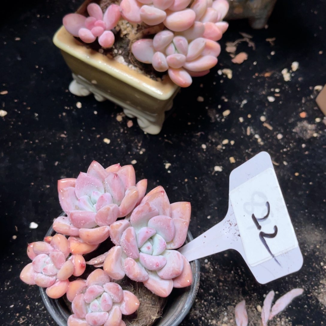 22 奥普 一物一拍 