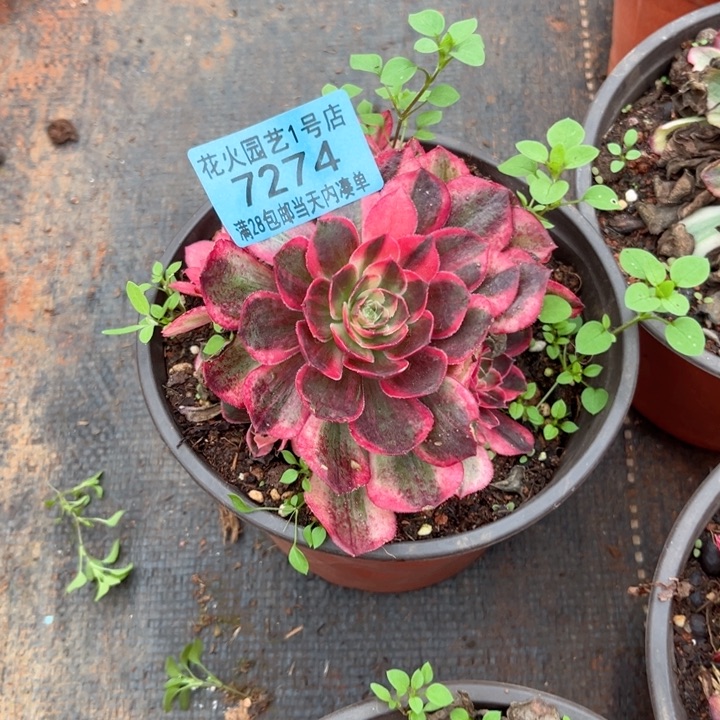 黑魔錦7274多肉植物