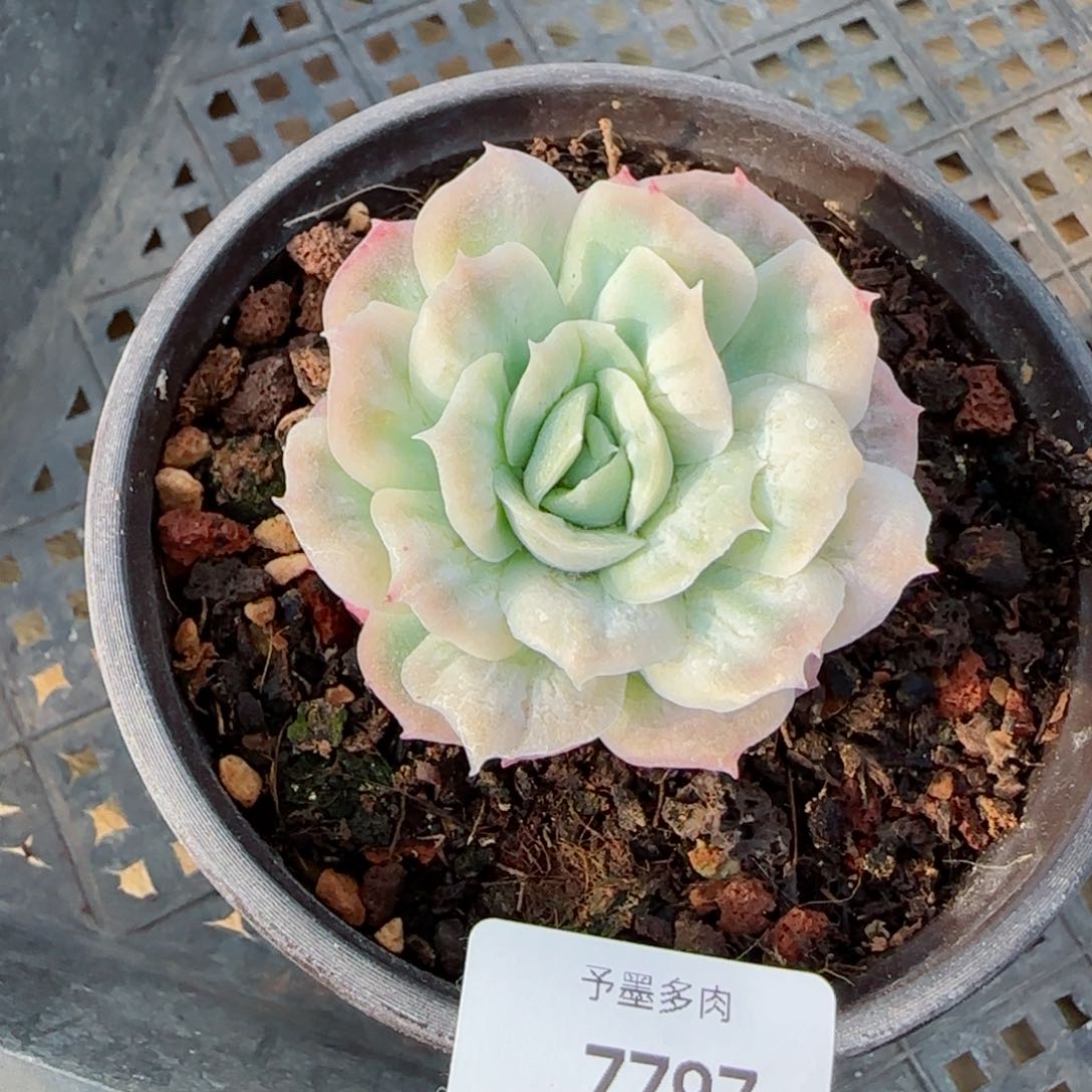 泡泡纱裙，7797多肉