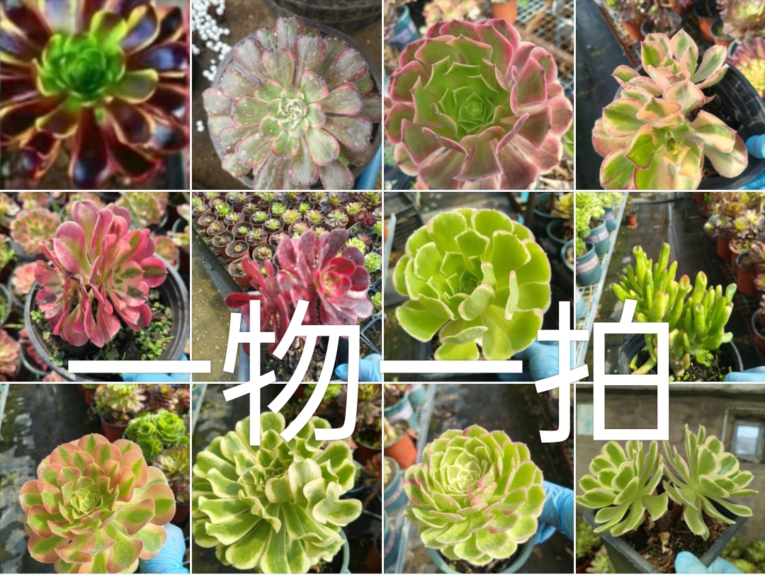 一物一拍法师锦多肉