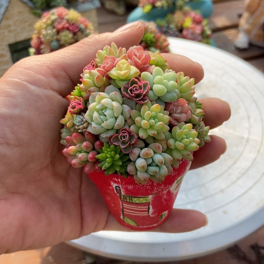 迷你圣诞树成品发货