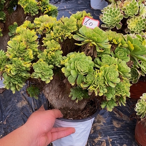 爱***鱼翡翠琉璃缀化老桩60