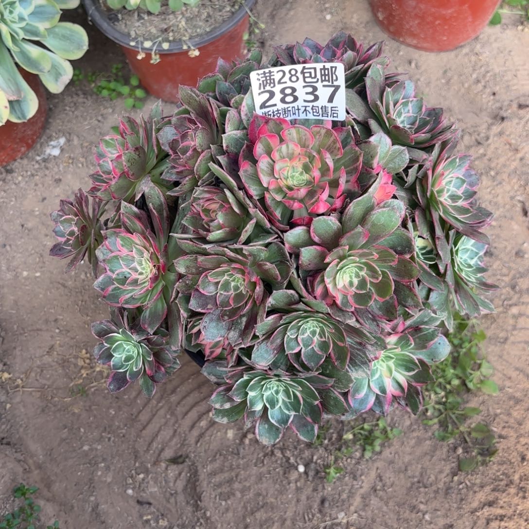 K. 2837万花筒多肉123666