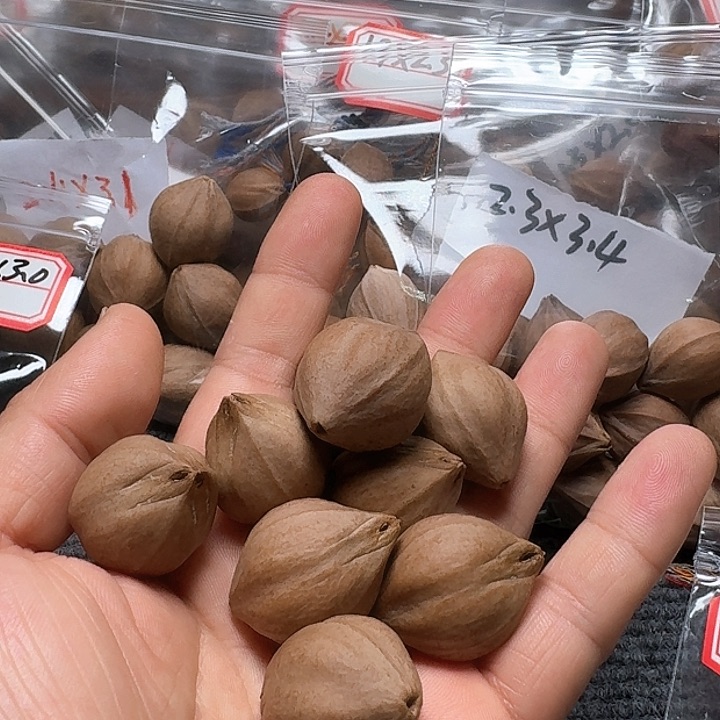吊坠橄榄核腾*2.3❌3.3