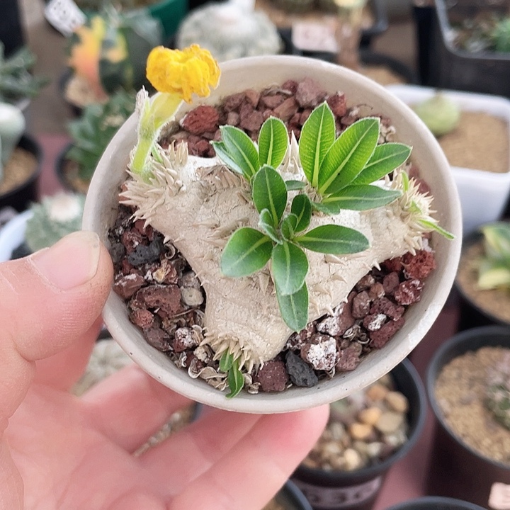 962惠比须笑块根