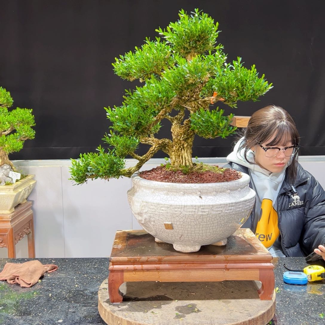 四季常青老桩黄杨盆景