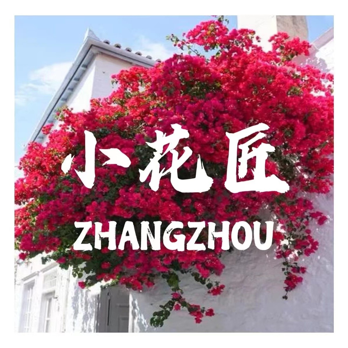 小花匠品种三角梅，四季开花，一物一拍