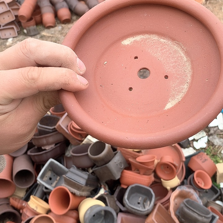 紫砂哈哈真的是太给力太火爆了不是吗