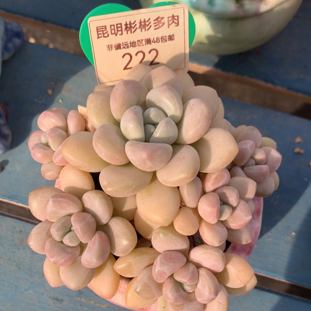 泡泡糖老桩无砍222