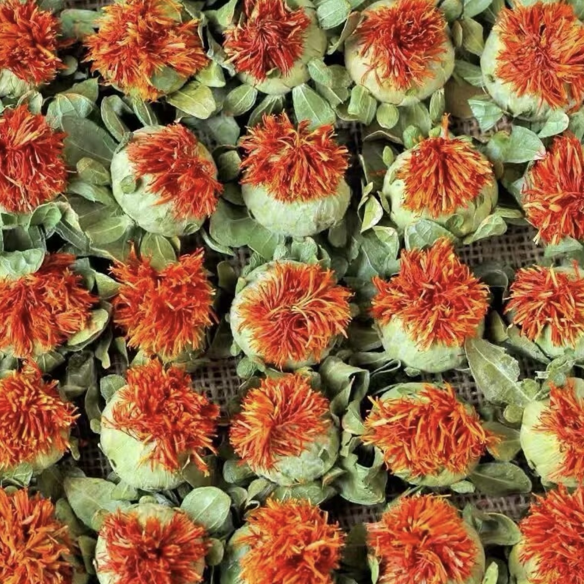 帝王花 云南高山山货