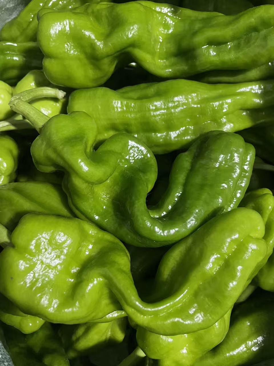 山东现摘薄皮椒青辣椒新鲜脆嫩微辣可做虎皮青椒