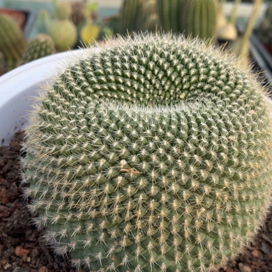 完全开放大金雪光