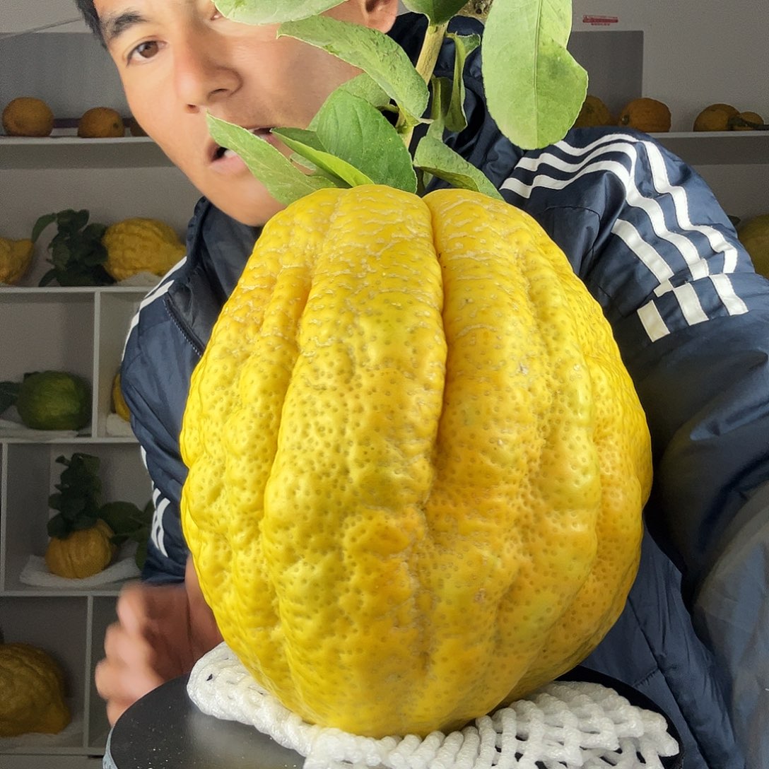 雨***石香水柠檬云南高山大香橼