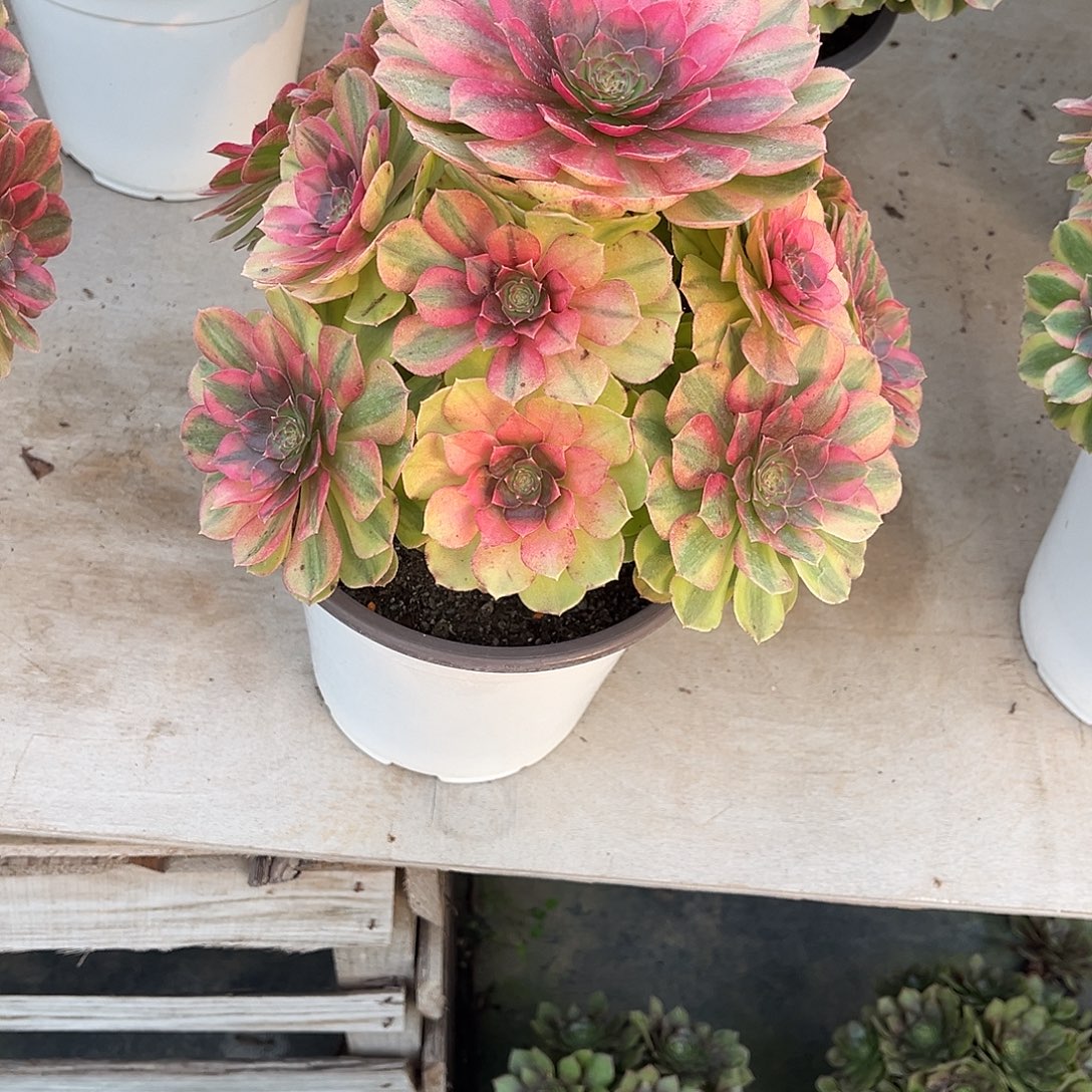 雨荷法师漂亮漂亮