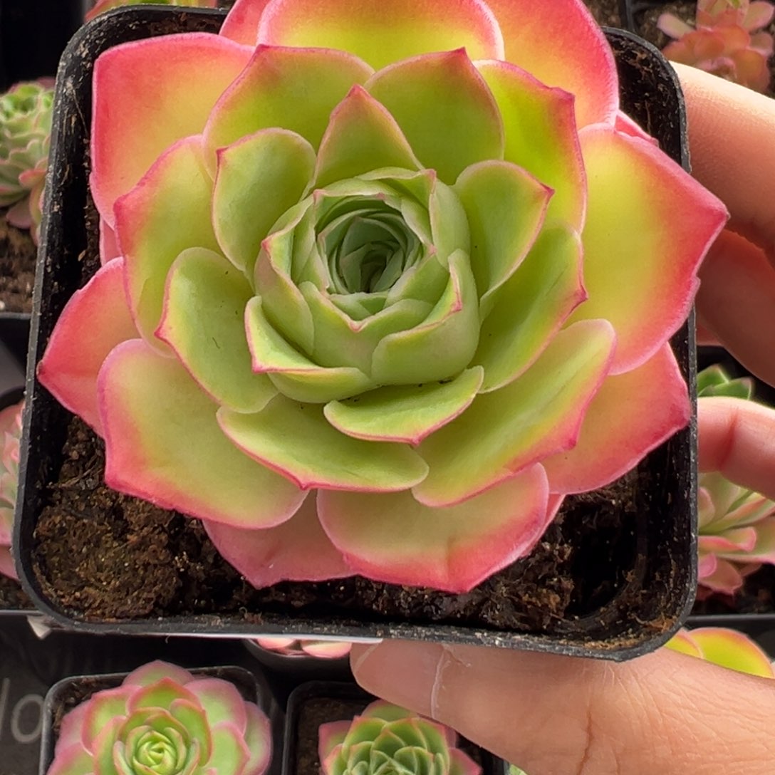 101号魅影小号—山地玫瑰