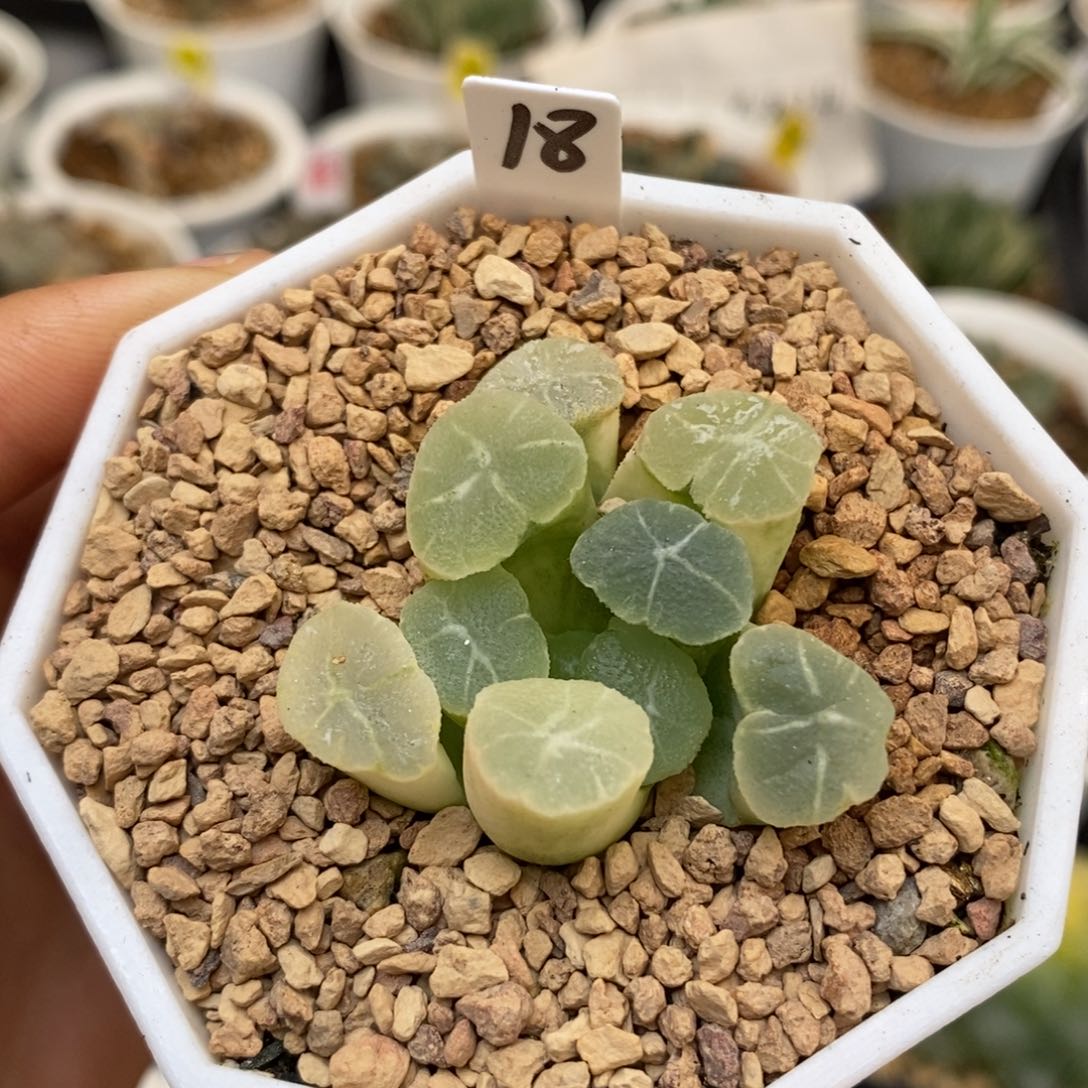 18糊斑万象多肉植物