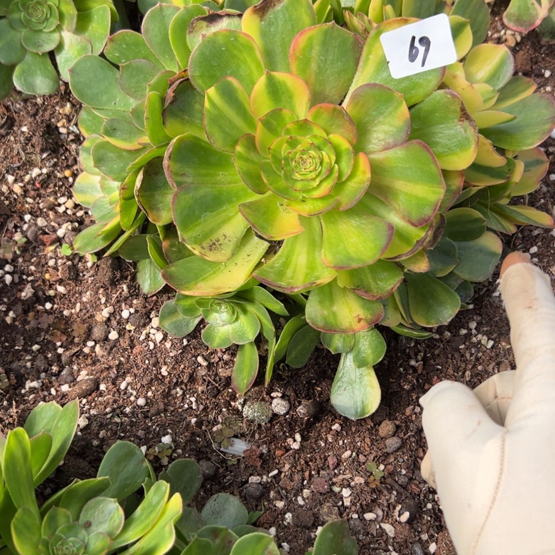 69霓虹多肉嘻嘻嘻