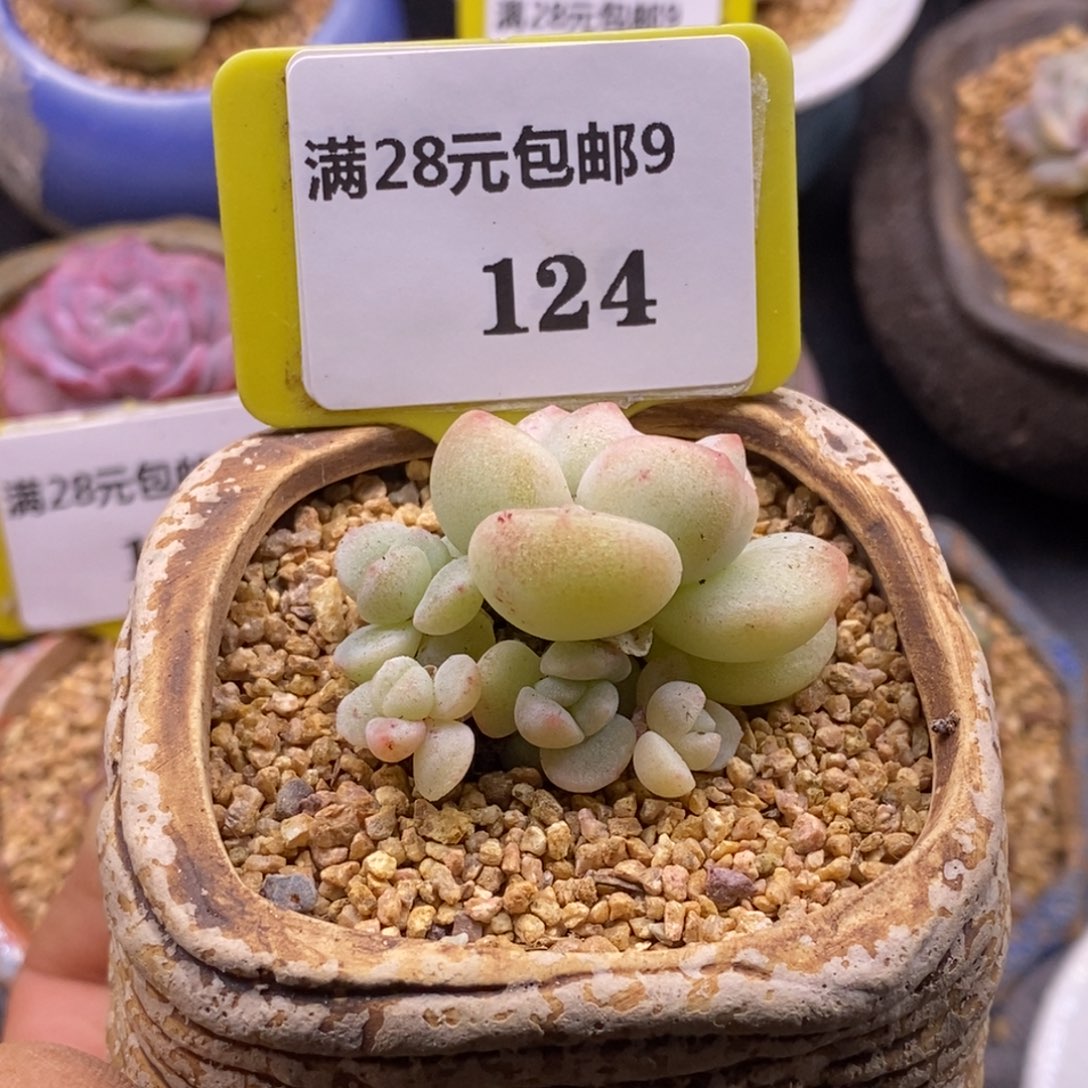 9124冰玉石化5头群福利