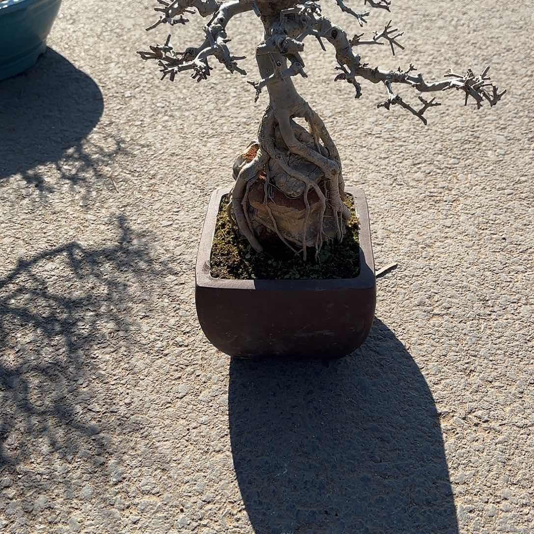 无花朵对接白蜡盆景造型盆栽花卉