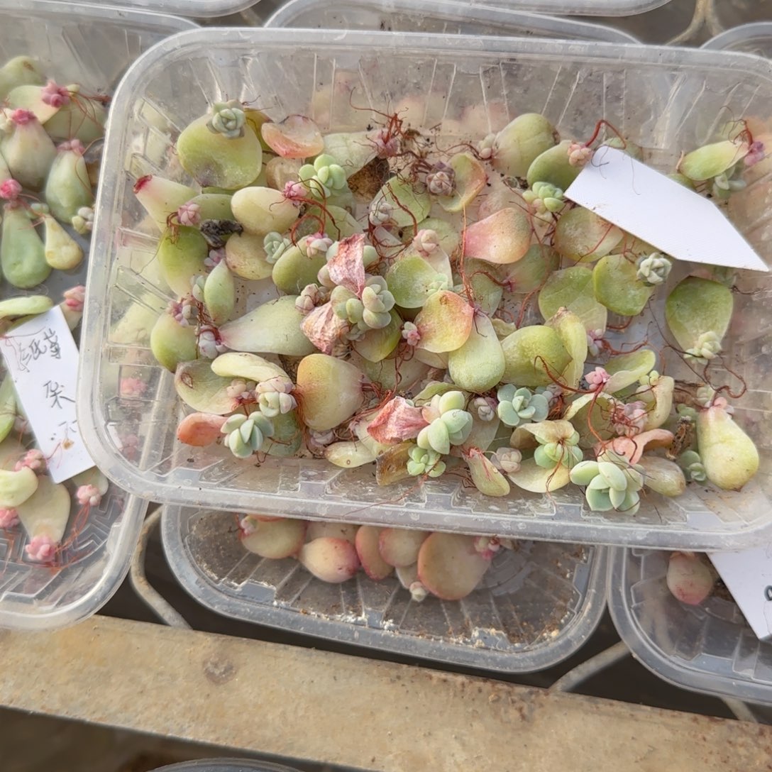 3个星辰钻石芝麻穴满25包邮