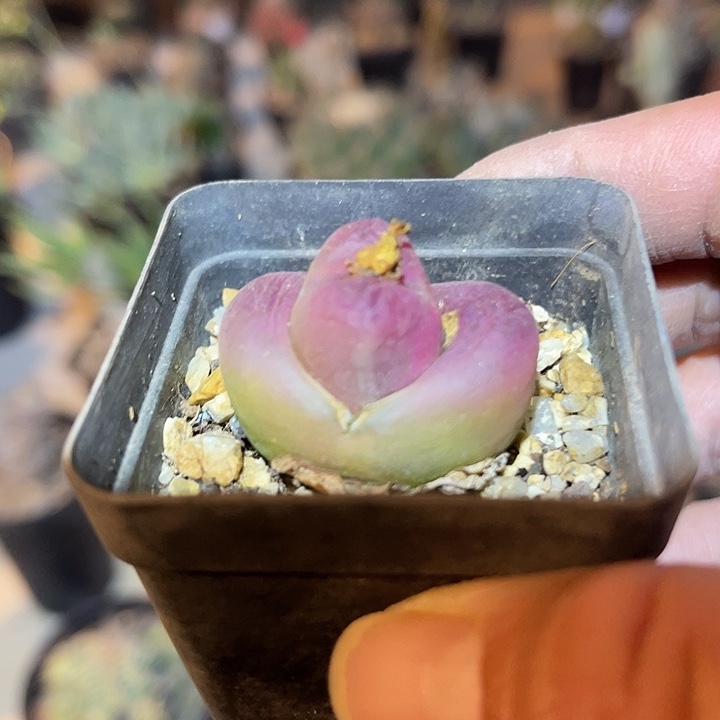 满38包邮2天凑单，脱土晾根发货多肉植物毛汉尼